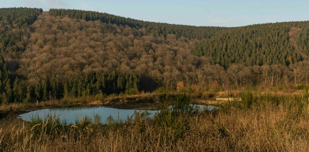 Een kleine vijver in het midden van een veld met bomen op de achtergrond.