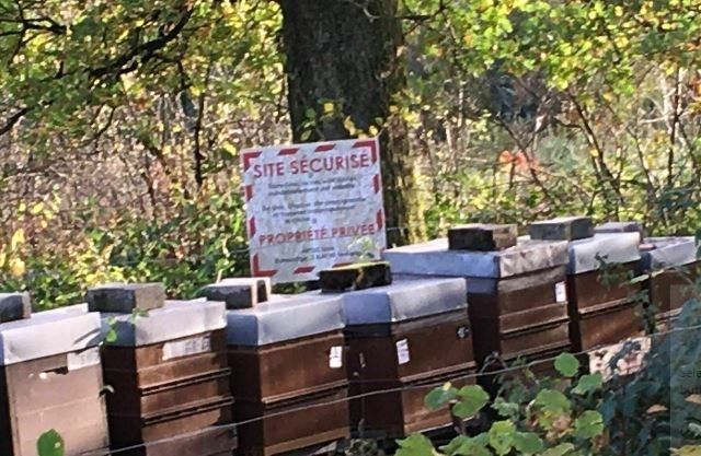 Een rij bijenkorven staat naast elkaar in een bos.