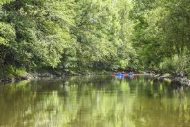 Een groep mensen roeit in kajaks over een rivier, omgeven door bomen.