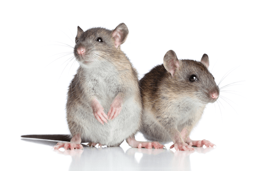 Rats-In-My-House