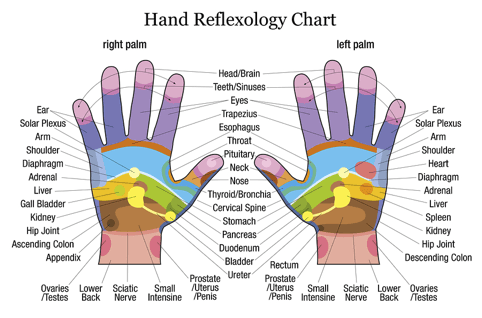 Hand reflexology chart