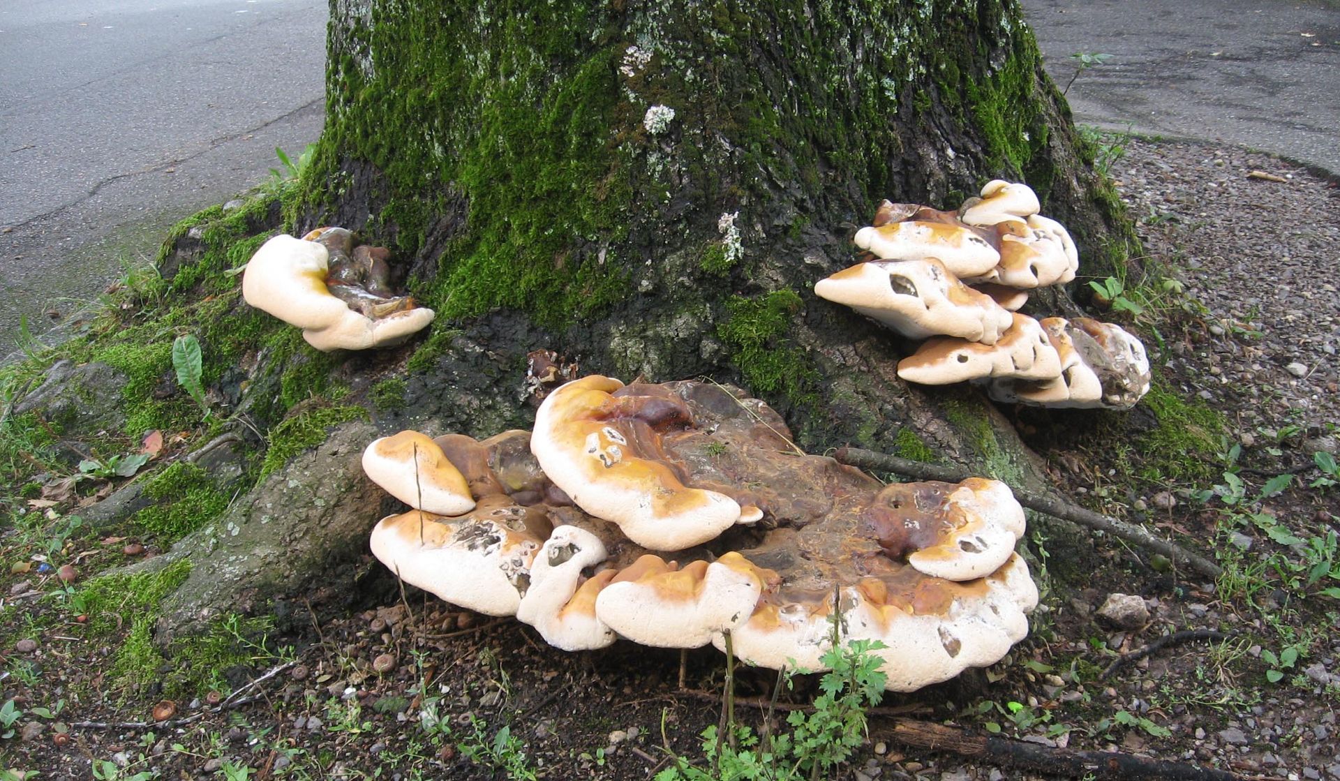 Pilz wächst am Fuß eines Baumes; hellbraune, braune und weiße Färbung. Baumstamm mit grünem Moos bedeckt.
