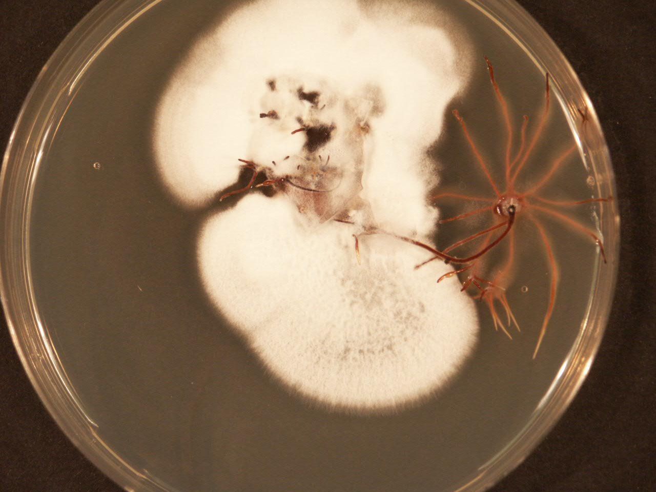 Petrischale mit weißem Pilzbewuchs und braunen, verzweigten Strukturen.