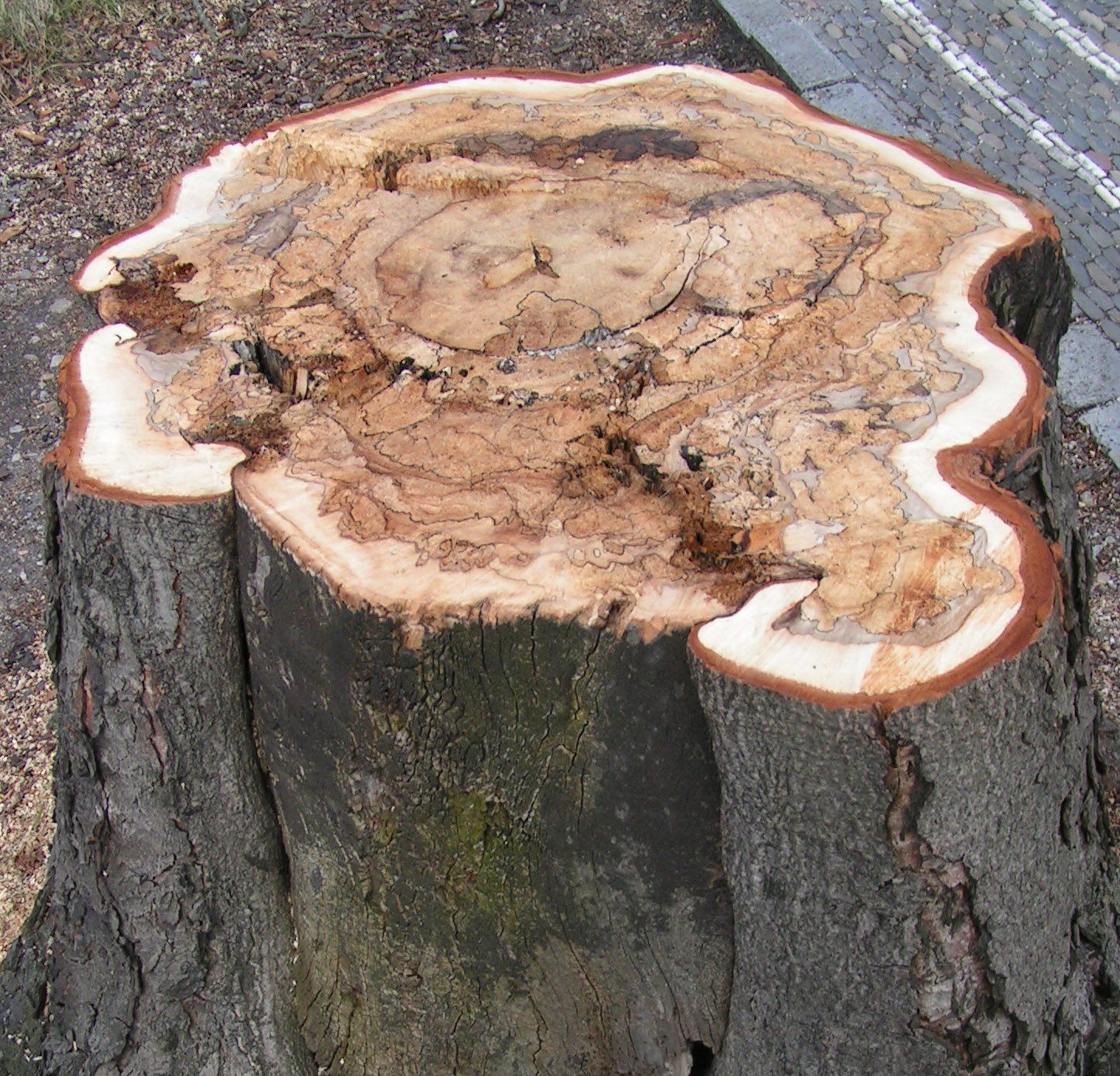 Baumstumpf, Draufsicht mit braunen Ringen und verrottendem Inneren, hellem Rand, Rinde außen.