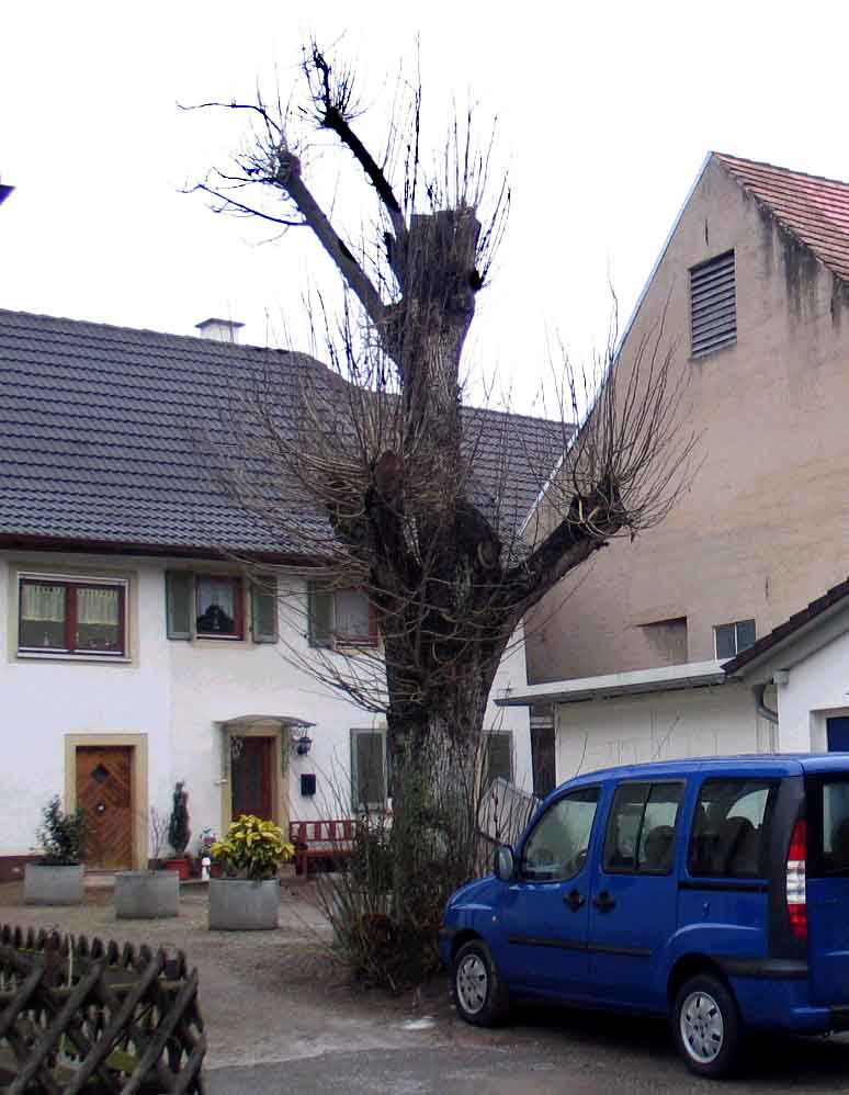 Zwischen einem blauen Auto und einem weißen Haus mit dunklem Dach steht ein großer, beschnittener Baum.