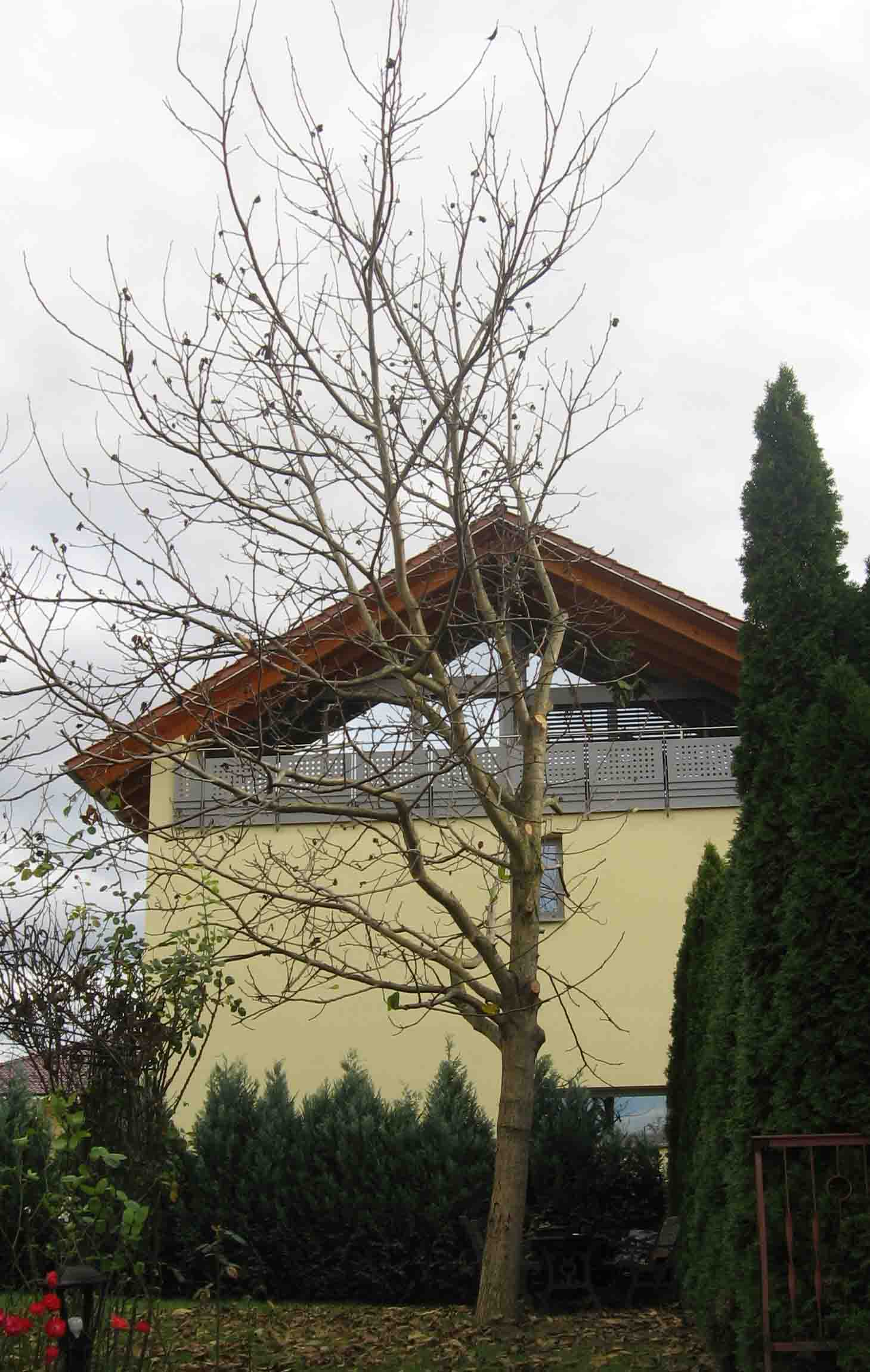 Kahler Baum vor einem gelben Haus mit braunem Dach und grünen Büschen, bewölkter Himmel.