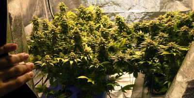 nice marijuana plants