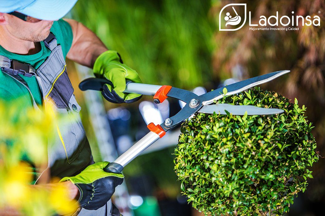 Servicio de jardinería Servicio de jardinería