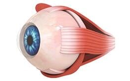 Eye - Diabetic Retinopathy in Saint Cloud, MN Eye - Diabetic Retinopathy in Saint Cloud, MN