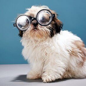 Puppy Wearing Thick Glasses — Pet Grooming Company in Hudson, FL Puppy Wearing Thick Glasses — Pet Grooming Company in Hudson, FL
