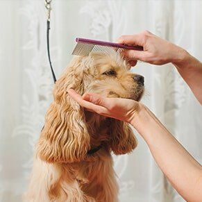 Groomer Combs Dog — Pet Grooming Salon in Hudson, FL Groomer Combs Dog — Pet Grooming Salon in Hudson, FL