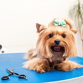Dog Lying on Table — Pet Salon in Hudson, FL Dog Lying on Table — Pet Salon in Hudson, FL