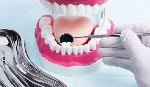 Family Dentistry — Teeth Model in Brownsburg, IN Family Dentistry — Teeth Model in Brownsburg, IN