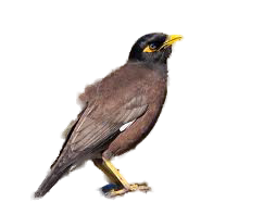 A bird with a yellow beak is standing on a white background.
