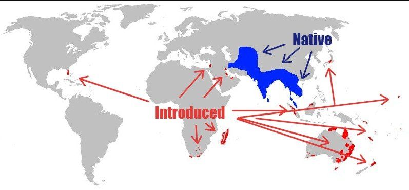 Map showing where the Indian Myna has been introduced around the world. Map showing Myna Bird native and introduced