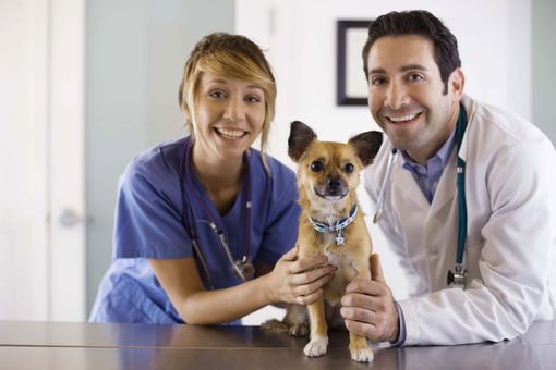 A healthy dog at our animal hospital in Amelia, OH