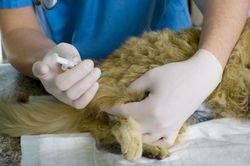 A veterinarian giving a kitten a vaccination in Amelia, OH