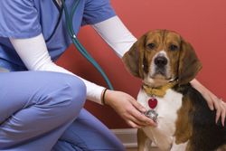 A dog at an animal hospital in Hamlet, OH