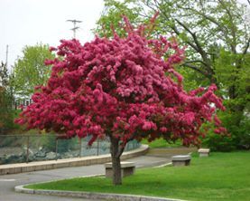 Crab Apple Tree — Landscape Design Services in Milton, NY Crab Apple Tree — Landscape Design Services in Milton, NY