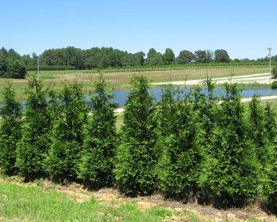 Arborvitae Giant — Landscape Design Services in Milton, NY Arborvitae Giant — Landscape Design Services in Milton, NY
