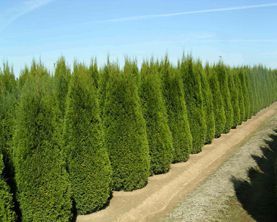 Arborvitae Emerald — Landscape Design Services in Milton, NY Arborvitae Emerald — Landscape Design Services in Milton, NY