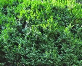 Boxwood — Landscape Design Services in Milton, NY Boxwood — Landscape Design Services in Milton, NY