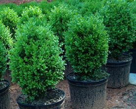 Boxwood Dwarf — Landscape Design Services in Milton, NY Boxwood Dwarf — Landscape Design Services in Milton, NY
