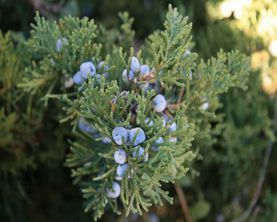 Juniper — Landscape Design Services in Milton, NY Juniper — Landscape Design Services in Milton, NY