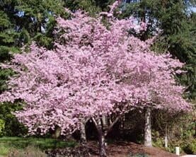 Flowering Cherry — Landscape Design Services in Milton, NY Flowering Cherry — Landscape Design Services in Milton, NY