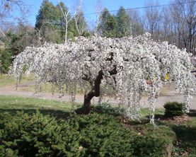 Weeping Cherry — Landscape Design Services in Milton, NY Weeping Cherry — Landscape Design Services in Milton, NY
