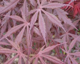 Burgundy Lace Maple — Landscape Design Services in Milton, NY Burgundy Lace Maple — Landscape Design Services in Milton, NY