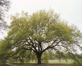 Oak Tree — Landscape Design Services in Milton, NY Oak Tree — Landscape Design Services in Milton, NY