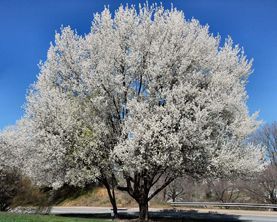 Bradford Pear — Landscape Design Services in Milton, NY Bradford Pear — Landscape Design Services in Milton, NY