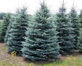 Blue Spruce — Landscape Design Services in Milton, NY Blue Spruce — Landscape Design Services in Milton, NY
