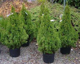 Dwarf Alberta Spruce — Landscape Design Services in Milton, NY Dwarf Alberta Spruce — Landscape Design Services in Milton, NY