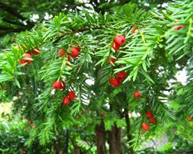 Japanese Yew — Landscape Design Services in Milton, NY Japanese Yew — Landscape Design Services in Milton, NY