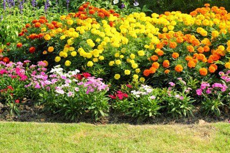 Annual Flower — Landscape Design Services, Milton, NY Annual Flower — Landscape Design Services, Milton, NY