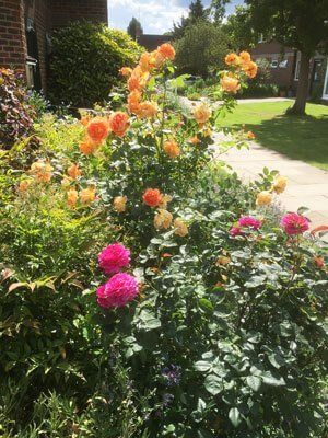 beautiful roses purple, red and orange