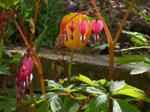 colorful plants