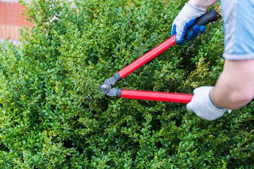 pruning