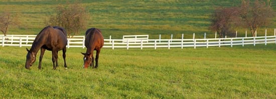 fresh animal feed fresh animal feed