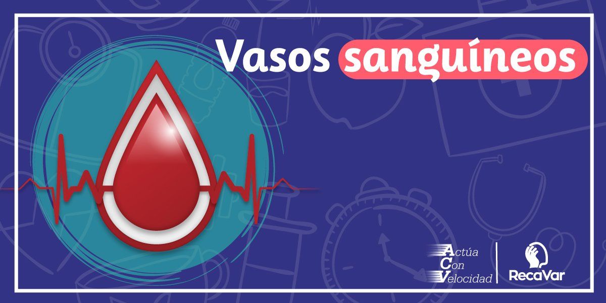 Vasos sanguíneos