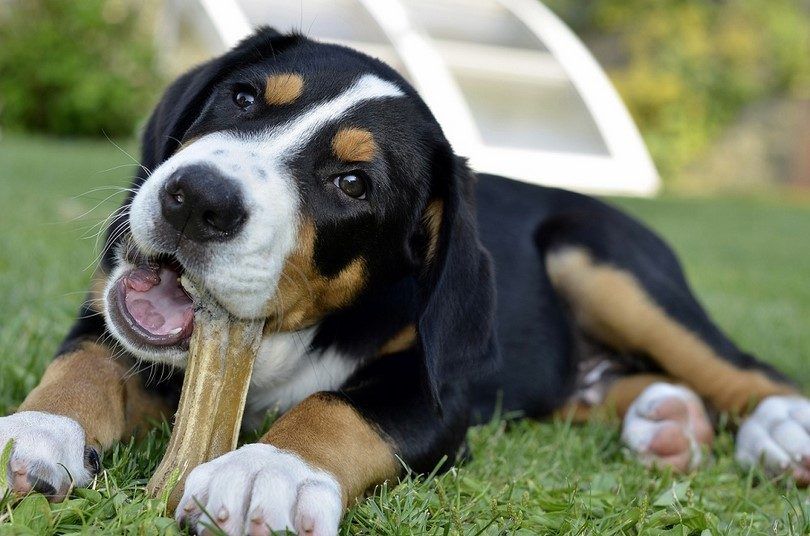 “If a dog’s prayers were answered, bones would rain from the sky” -Turkish Proverb.