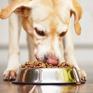 AN INSIDER’S GUIDE TO FINDING SUPERIOR DOG FOOD BRANDS