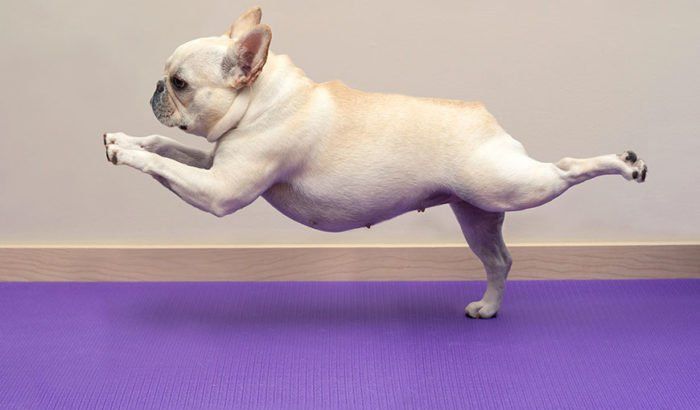FINDING YOUR DOG’S IDEAL WEIGHT