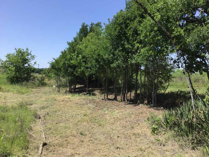 line of trees