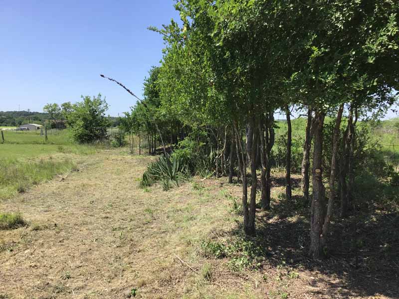 line of trees