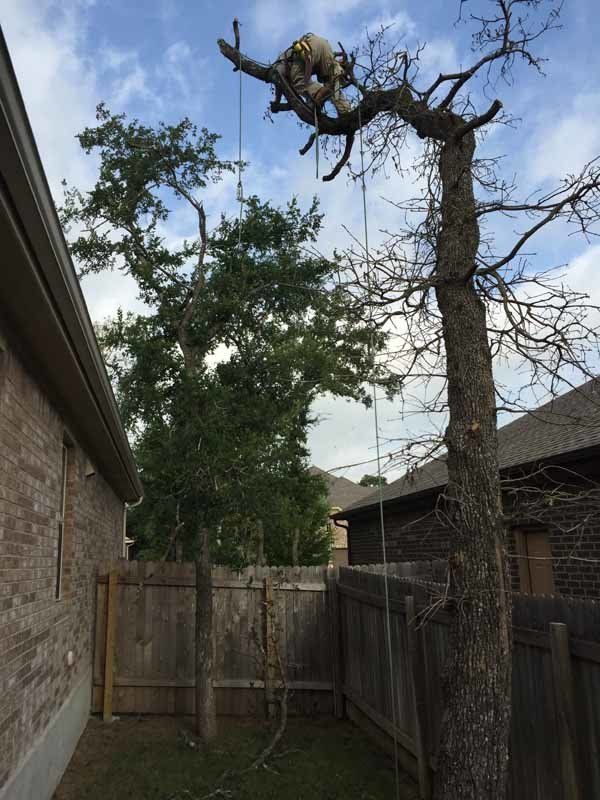 tree