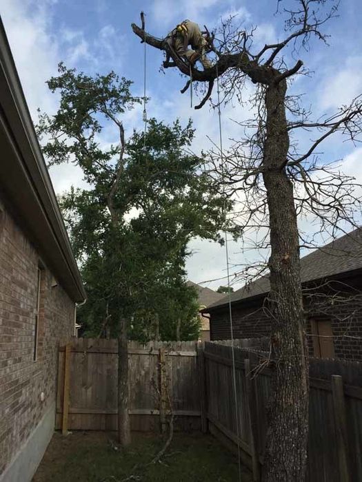 tree service man in a tree