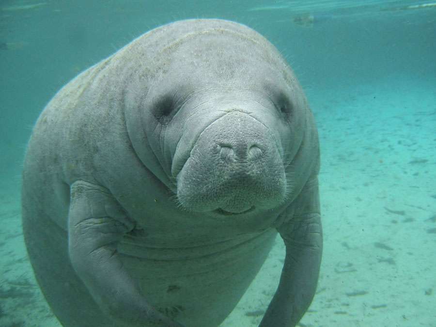 Manatee